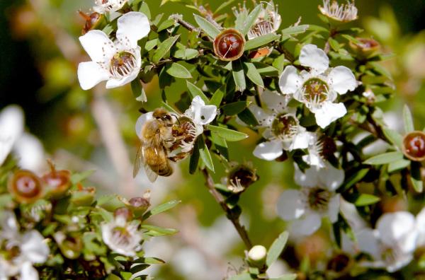 Bild 1 von 4: Die Manuka-Blüte: für die Maoris Kulturerbe und Heilmittel, für die Bienen eine wahre Delikatesse