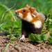 Niedersachsens kleine Helden - Hamster und Hasen