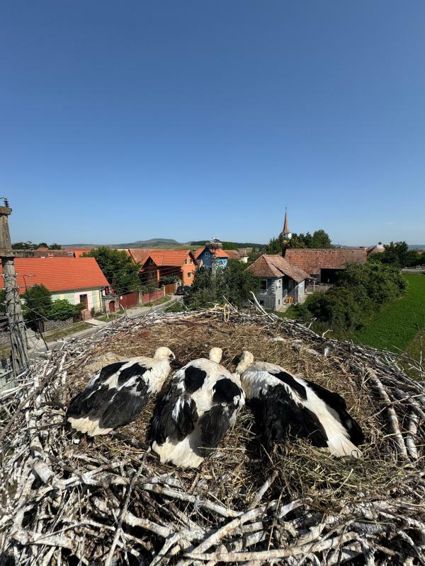 Bild 1 von 12: Platz mit Aussicht: Die Storchenküken wachsen hoch über den Dächern von Sanpaul auf.