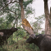 Safari-Paparazzi: Wildlife pur