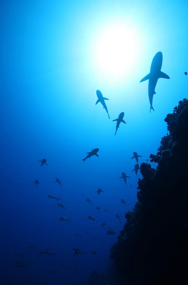 Bild 1 von 9: Jedes Jahr machen sich Riffhaie auf den Weg zum Großen Fressen, dem Laichgrund von Zackenbarschen in Französisch-Polynesien.