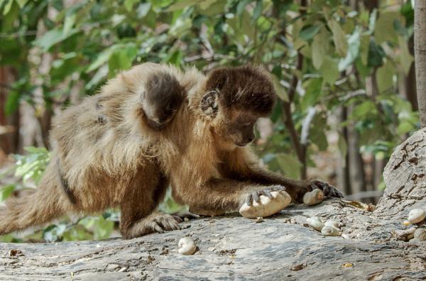 Bild 1 von 5: Die Rückenstreifen-Kapuziner in der brasilianischen Caatinga lernen, Werkzeuge auf unterschiedliche Arten einzusetzen sowie ihre Technik zu optimieren.