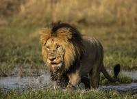 Okawango - Fluss der Träume