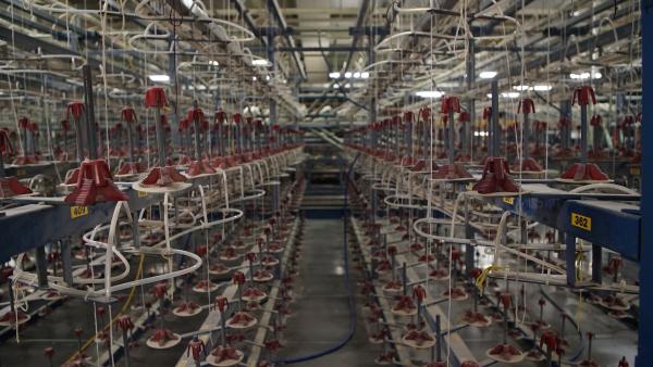 Bild 1 von 2: In der Ulster Carpets-Fabrik in Nordirland entstehen wöchentlich über vierzigtausend Quadratmeter Teppich.