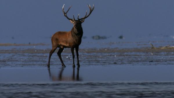 Bild 1 von 4: Während den kurzen Warmzeiten leben Hirsche, Rehe und Flusspferde in den Wäldern.