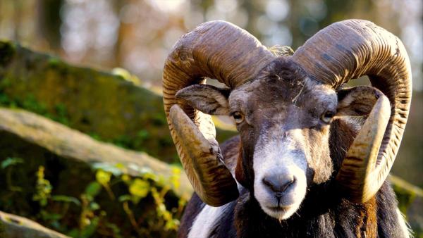 Bild 1 von 24: Im Bild: Schafe.