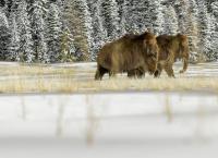 Rückkehr der Urzeit-Giganten