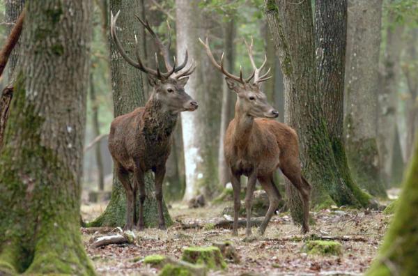 Bild 1 von 4: Der Hirsch ist ein mächtiges und majestätisches Tier, dessen Jagd lange dem hohen Adel vorbehalten war.