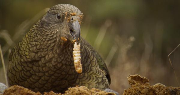 Bild 1 von 19: Keas sind Allesfresser. Sie lieben Insektenlarven ebenso wie Beeren und Blüten.