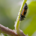Insekten - Die besseren Schädlingsbekämpfer?