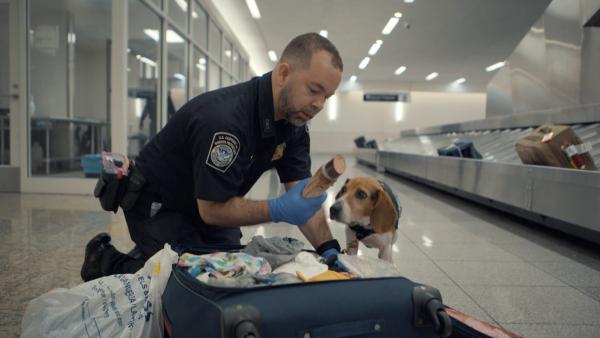 Bild 1 von 3: Verbotenes Vermehrungsmaterial: Am Flughafen von Atlanta werden Hundeführer Collins und sein Spürhund Mookie fündig.
