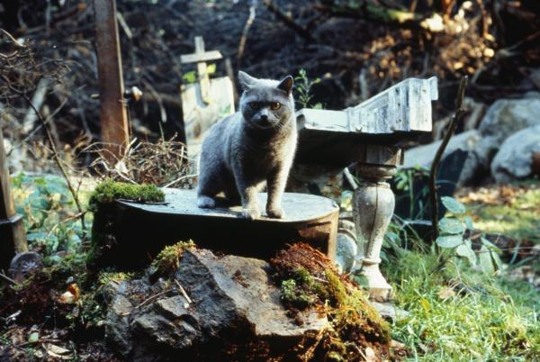 Bild 1 von 5: PetSematary_Still_FF-6