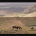 Mustangs - Amerikas wilde Pferde