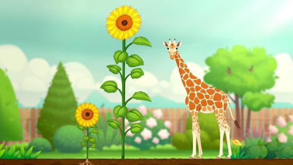 Bild 1 von 22: Im Bild: Piratenwissen: Die größte Sonnenblume ist sogar größer als eine Giraffe gewachsen.