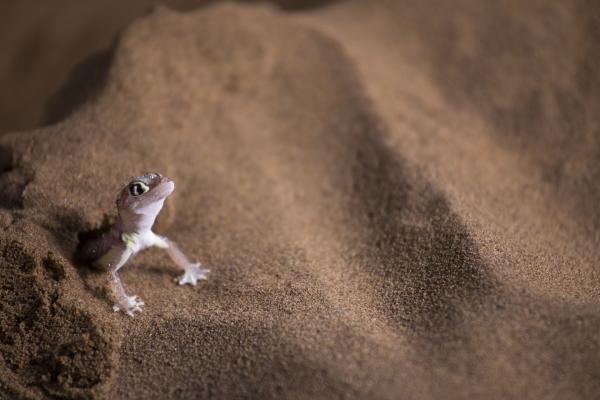 Bild 1 von 15: Ein Namibgecko in der Wüste Namibias. Spannhäute zwischen den Zehen helfen ihm, auf lockerem Sand zu laufen, ohne einzusinken.
