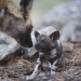 Wildhunde - Überleben im Land der Löwen
