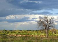 Die weißen Löwen von Timbawati
