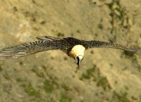 Tierwelt der Alpen