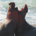 Fight Club der Tiere - Extreme Kampfarenen