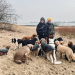 Hund, Rabe, Fuchs - Tierische Filmstars