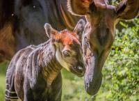 Zoo und so - Tierisch wild!