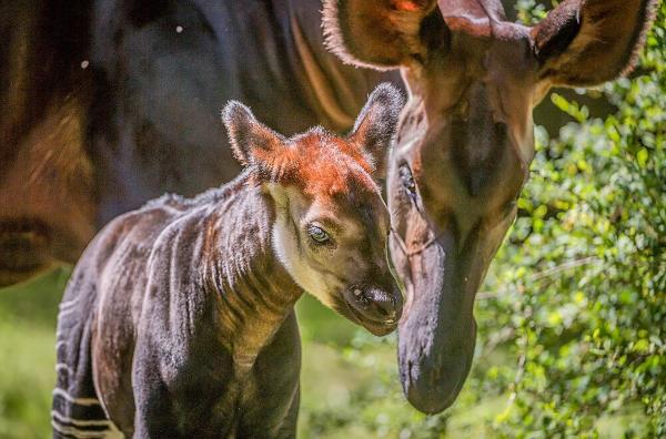 Bild 1 von 20: Im Bild: Okapi.