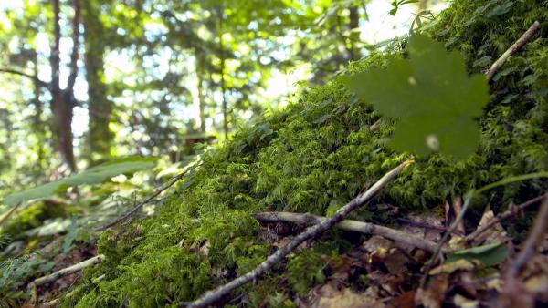 Bild 1 von 6: Im Bild: Plenterwald Hittisau.