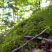 Wunderbare Waldwelt - Wie diese grünen Oasen zum Klimaschutz und zu unserer Gesundheit beitragen