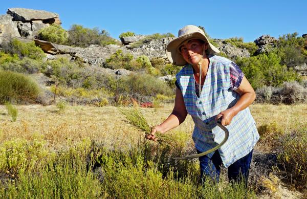 Bild 1 von 5: Rooibusch-Tee wächst ausschließlich in einer kleinen Region bei den Zederbergen in Südafrika. Maria Syster erntet die Zweige traditionell mit der Handsichel.