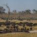 Tödliches Afrika - Tierische Kämpfer