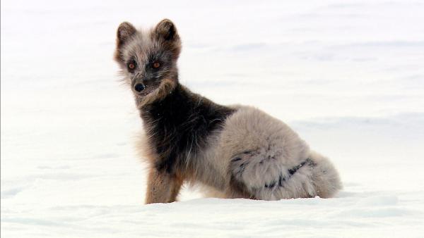 Bild 1 von 15: Nur im Winter tragen Polarfüchse ganz weißes Fell, im Sommer ist das Fell dunkler. Während des Fellwechsels ergibt sich daher manch merkwürdige Mischung beider Fellvarianten.