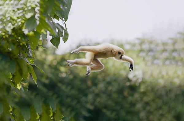 Bild 1 von 4: Mit einer Technik namens Brachiation schwingt sich ein Weißhandgibbon von Ast zu Ast.