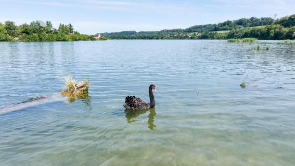 Bild 1 von 9: Im Bild: Selbst schwarze Schwäne sind an der Enns heimisch.