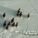 Bisons im Yukon-Winter
