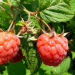 Querbeet