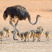 Tierbabys mit der Ente