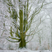Unsere Wälder