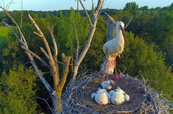 Bild 1 von 2: Bei den Störchen im Ried ist der Nachwuchs geschlüpft.  Drei Junge sind es geworden. Z
