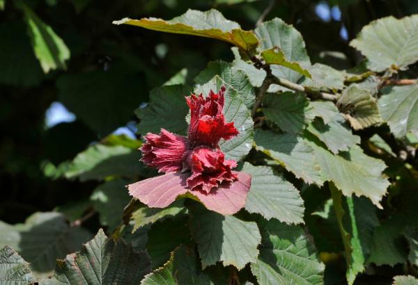 Bild 1 von 10: Aus den weiblichen Blüten entstehen die Haselnüsse. Sie stehen einzeln oder zu mehreren zusammen.