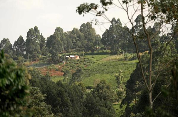 Bild 1 von 2: Die 2011 verstorbene Friedensnobelpreisträgerin Wangari Maathai setzte sich für Aufforstung ein, um Kenias bedrohte Umwelt und Gesellschaft zu stärken.
