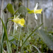 Geheimnisvolle Wildblumen