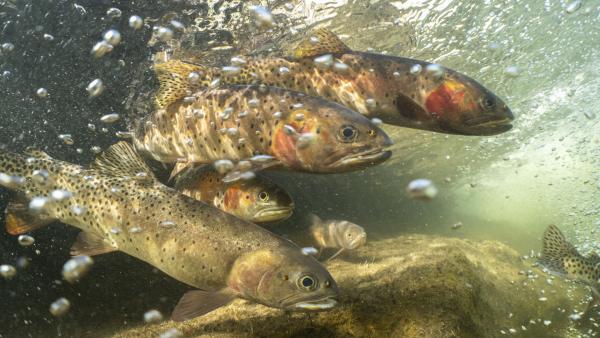 Bild 1 von 15: Laichende Cutthroat-Forellen im Colorado