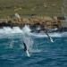 Unfassbare Wildnis - Tierische Momente
