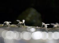 Die Bienenflüsterer