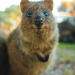 Rottnest Island: Im Reich der Quokkas