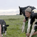 Armes Kalb - Abfallprodukt der Milchindustrie?