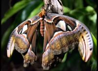 Wildes Japan - Land der tausend Inseln