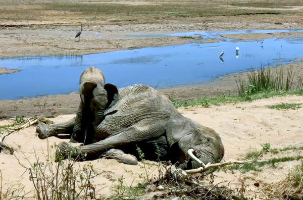 Bild 1 von 3: Manche Elefantenkälber versuchen, den toten Körper ihrer Artgenossen zu bewegen, und machen dabei die Erfahrung der Nonfunktionalität.