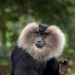 Tierkinder der Wildnis