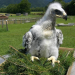 Welt der Tiere
